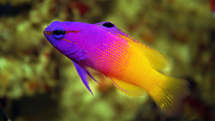 Royal Gramma Basslet - (Gramma loreto)