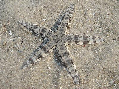White Sand Sifting Sea Star  (Astropecten polycanthus)  (Astropecten typicus)