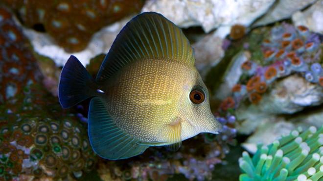 Scopas Tang - (Zebrasoma scopas)
