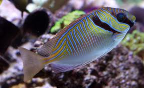 Scribbled Two Barred Rabbitfish  (Siganus virgatus)