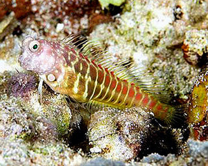 Segmented Sailfin Blenny - (Salarias segmentatus)