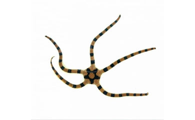 Serpent Sea Star, Fancy Tiger Striped  (Ophiolepsis superba)