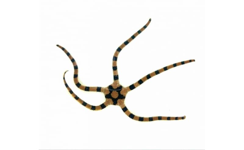 Serpent Sea Star, Fancy Tiger Striped  (Ophiolepsis superba)