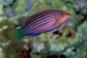 Six Line Wrasse  (Pseudocheilinus hexataenia)