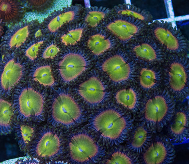 Skittles Zoanthids - Zoanthus sp.