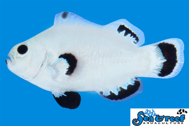 Snow Storm Clown - Amphiprion ocellaris