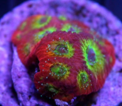 Spicy Lemon Favia - Favia Sp.