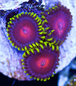 Spitfire Zoanthids - Zoanthus sp.