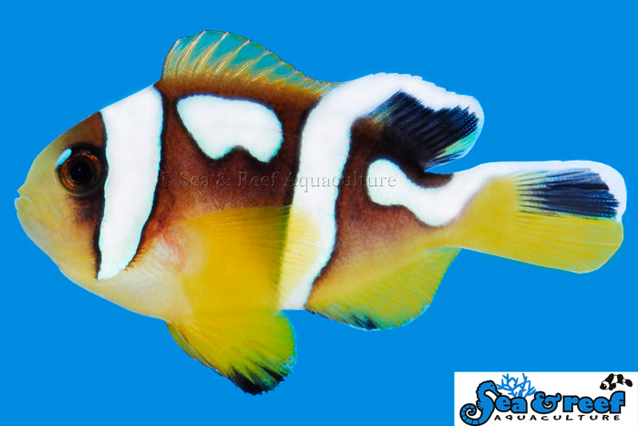 Spotcinctus Clownfish - Amphiprion bicinctus