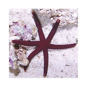 Linckia Sea Star - (Linckia teres) (Linckia laevigata) (Echinaster sp.)