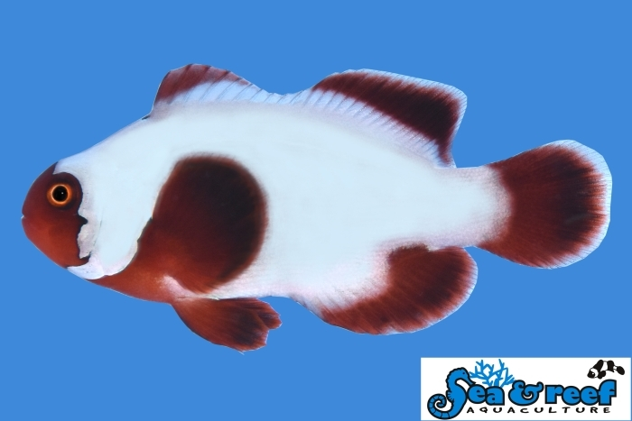Thunder Maroon Clownfish -