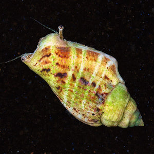 Tiger Sand Fighting Conch (Strombus spp.)