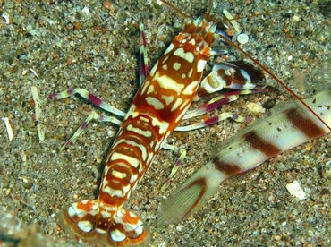 Tiger Pistol Snapping Shrimp - (Alpheus bellulus)