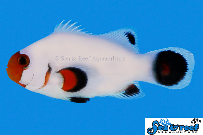 Wyoming White Clown - Amphiprion ocellaris