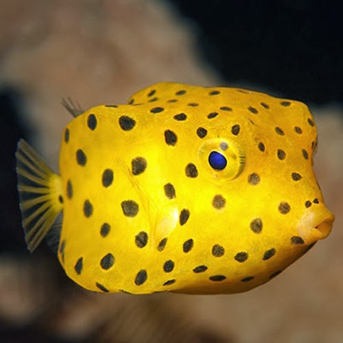 box fish for sale Yellow Cubicus Boxfish (Ostracion cubicus) – Cincinnati Coral and Aquarium