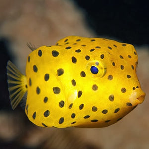 Yellow Cubicus Boxfish  (Ostracion cubicus)