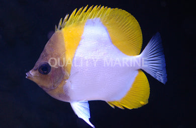 Yellow Pyramid Butterflyfish - (Hemitaurichthys polylepis)