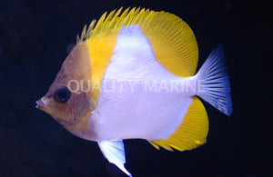 Yellow Pyramid Butterflyfish - (Hemitaurichthys polylepis)